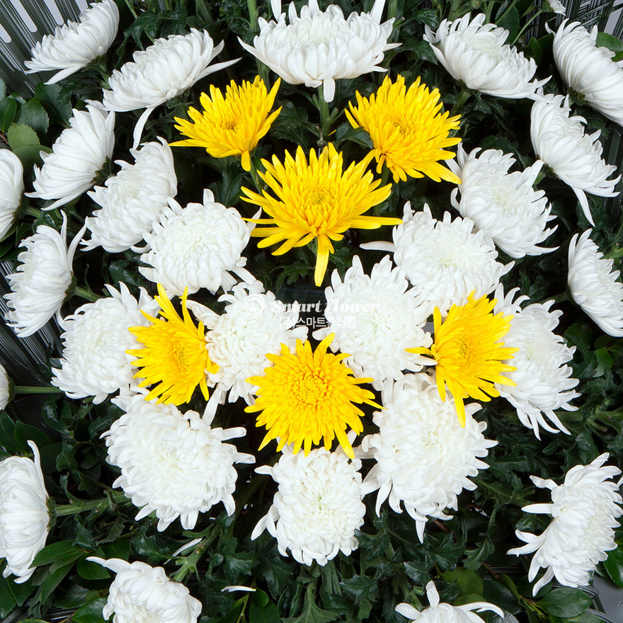 상세이미지