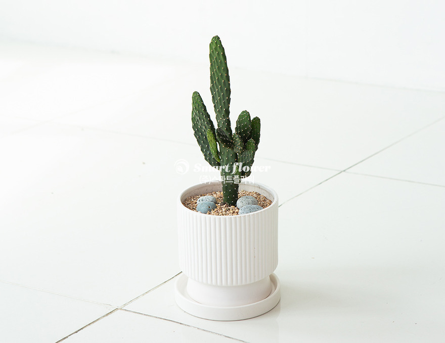 상세이미지