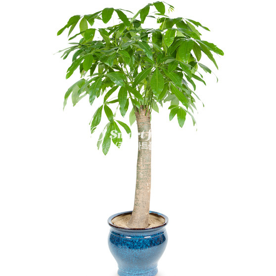 사기화분파키라 552h