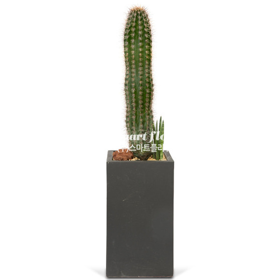 선인장