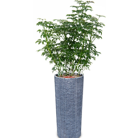 홍콩야자 3