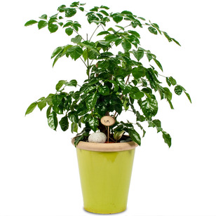 녹보수 칼라분
