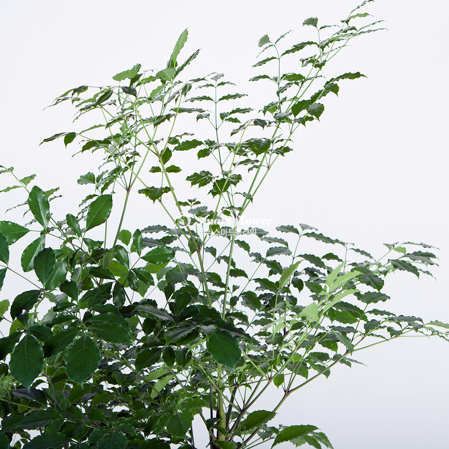상세이미지