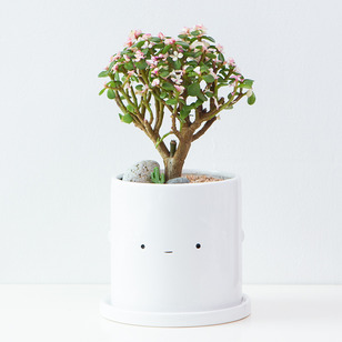 사랑목
