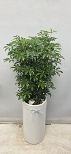 홍콩야자분경